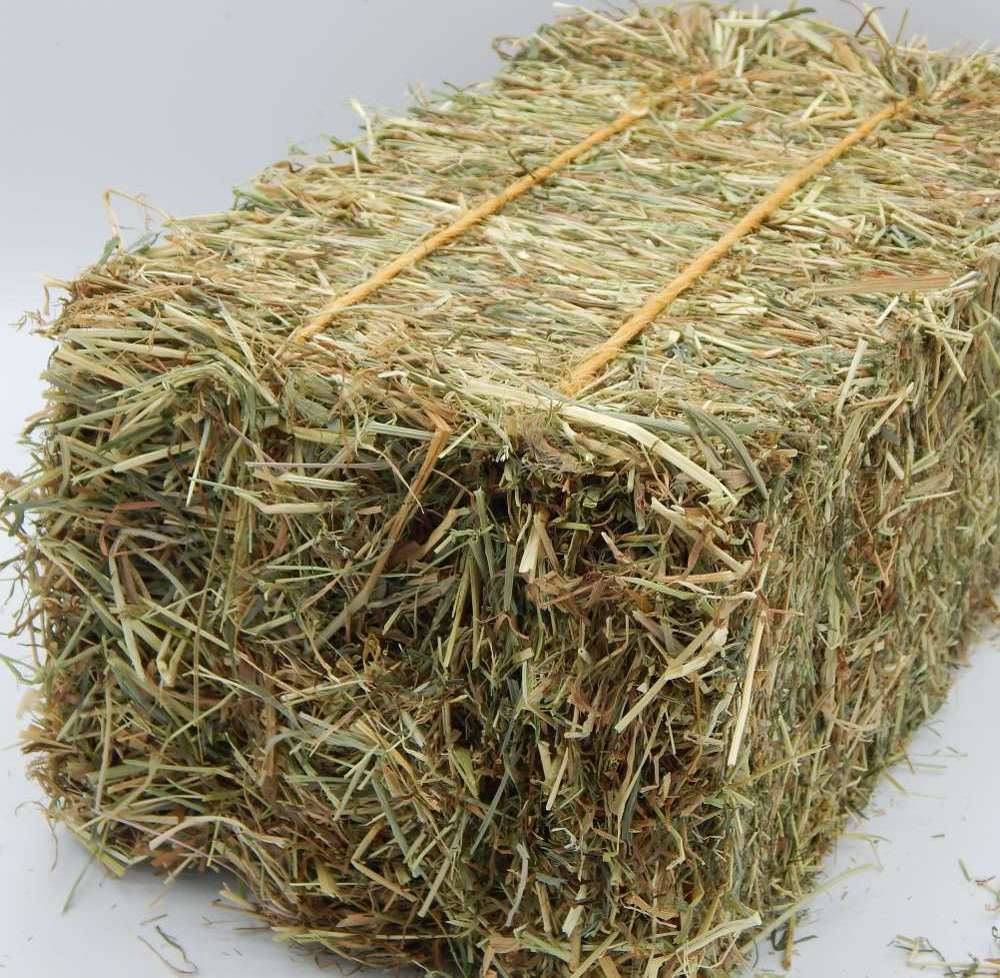 Buy Compressed Alfalfal (Lucerne) hay for sale from wholesale supplier in bulk