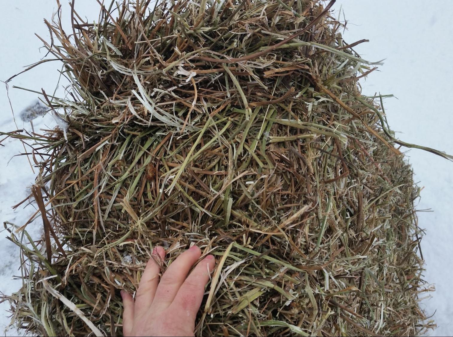 Compressed Clover Hay Bales for sale