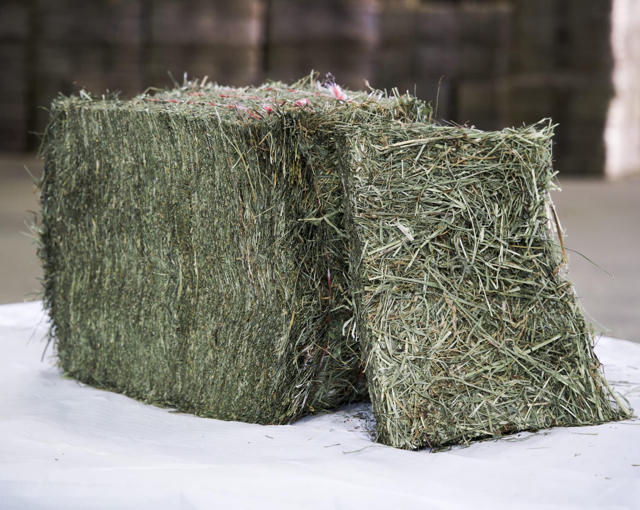 Wholesale Compressed Rhode Hay Grass